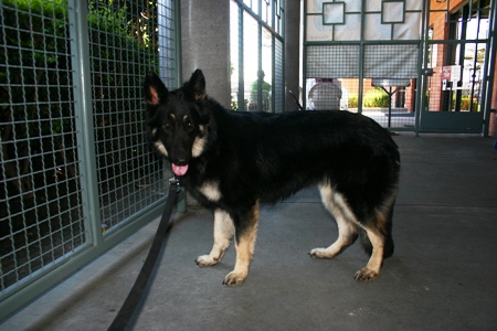 sheba small 2